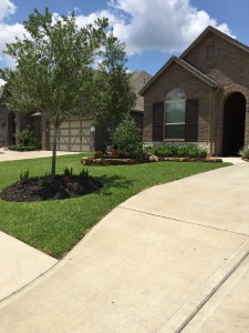 Drive way through front yard with small tree in Katy, TX