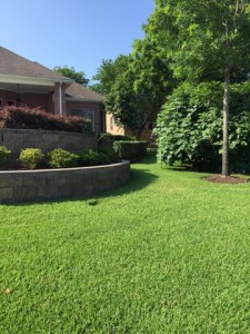 Green grass lawn with brick landscape in Conroe, TX